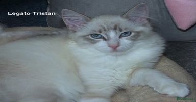Ragdoll cats - Advert 2