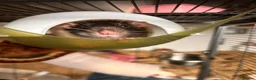 Rat rodents for sale: group of 4 friendly rats (cage+everything incl) - Advert 14