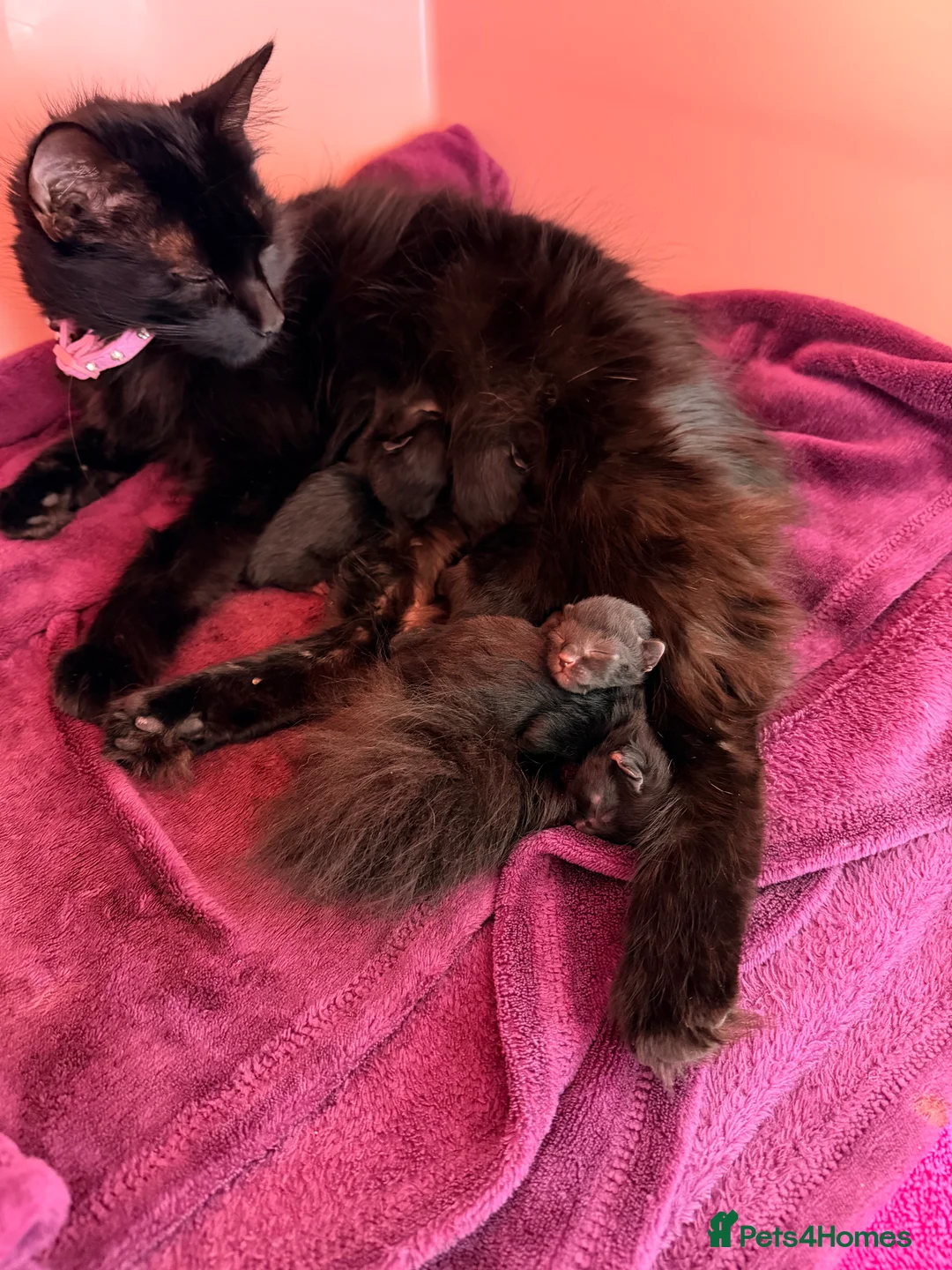 Mixed Breed cats for sale: 4 female kittens  - Advert 2