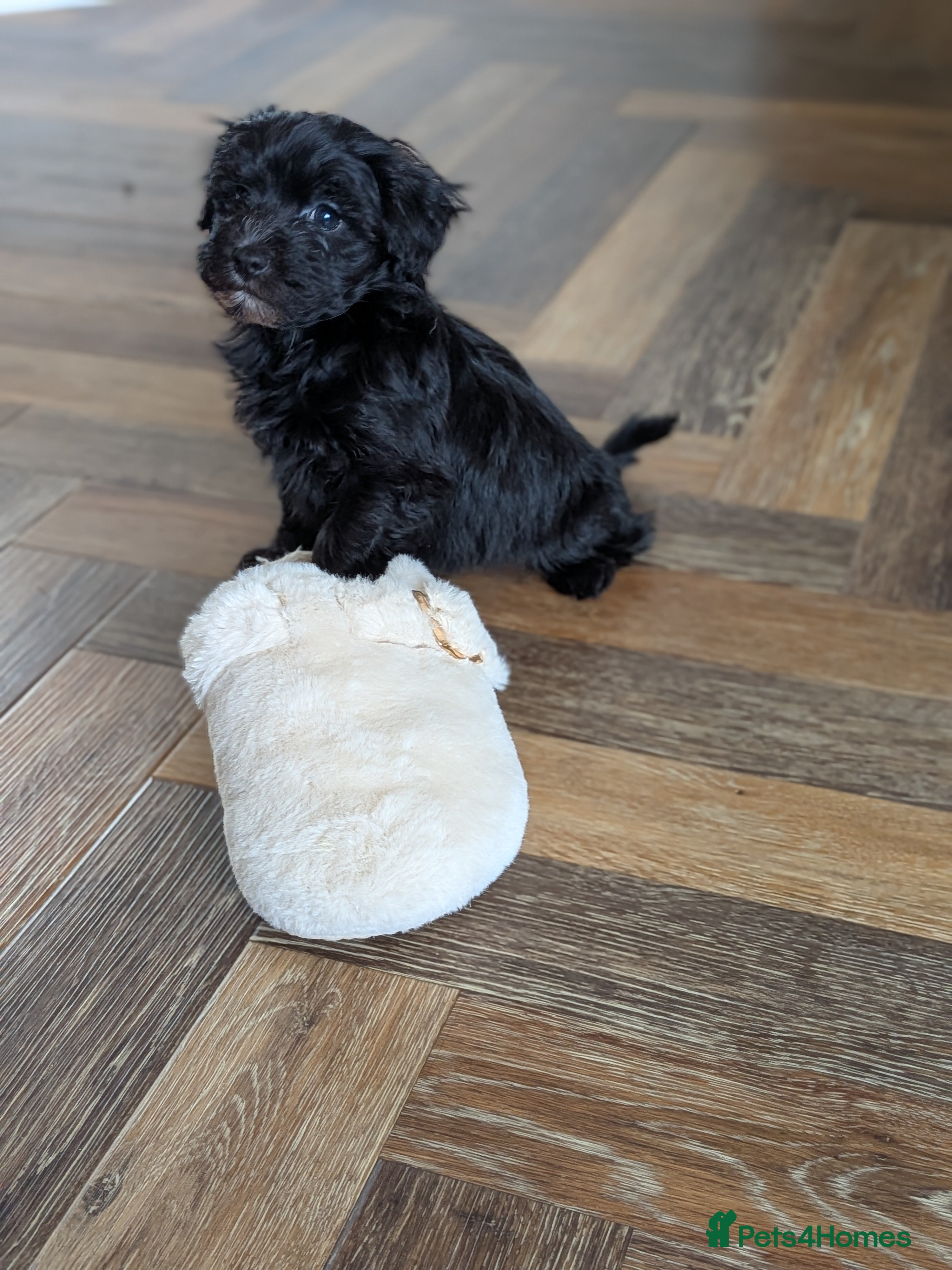 Maltipoo dogs MALTIPOO F1 - Advert 2