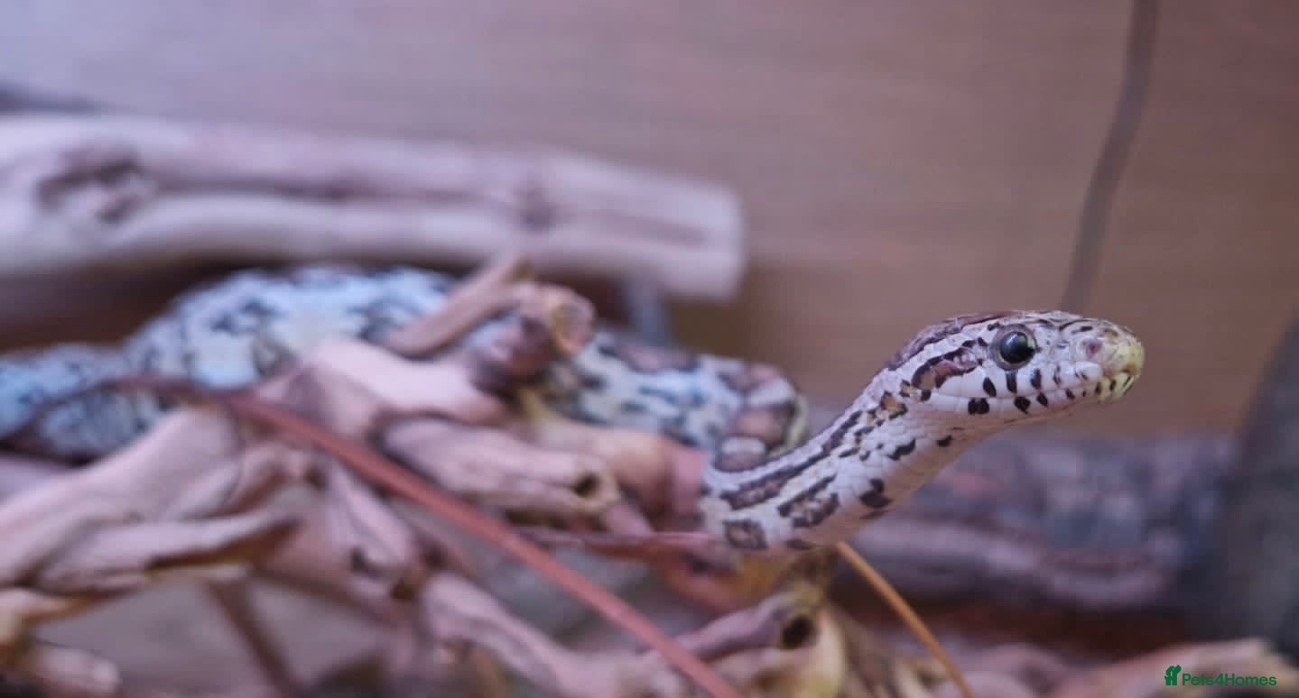 Python Snake reptiles Snakes for rehoming  - Advert 2