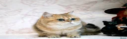 British Shorthair cats for sale: BSH retired Queen, very young  - Advert 4
