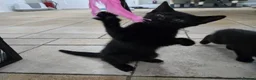Mixed Breed cats for sale: Three Super-Fluffy Black Kittens Ready Now 🐾 - Advert 8