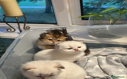 British Longhair cats for sale: Stunning British Longhair Kittens Ready to collect - Image 21