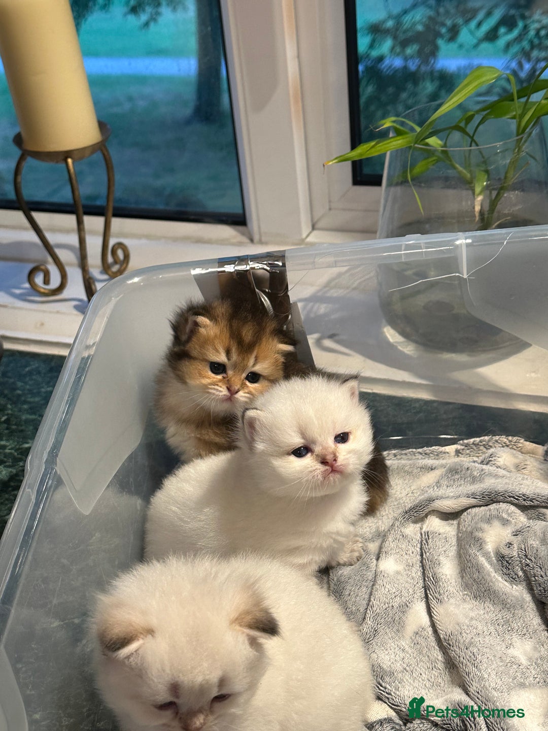 British Longhair cats for sale: Stunning British Longhair Kittens Ready to collect - Image 21
