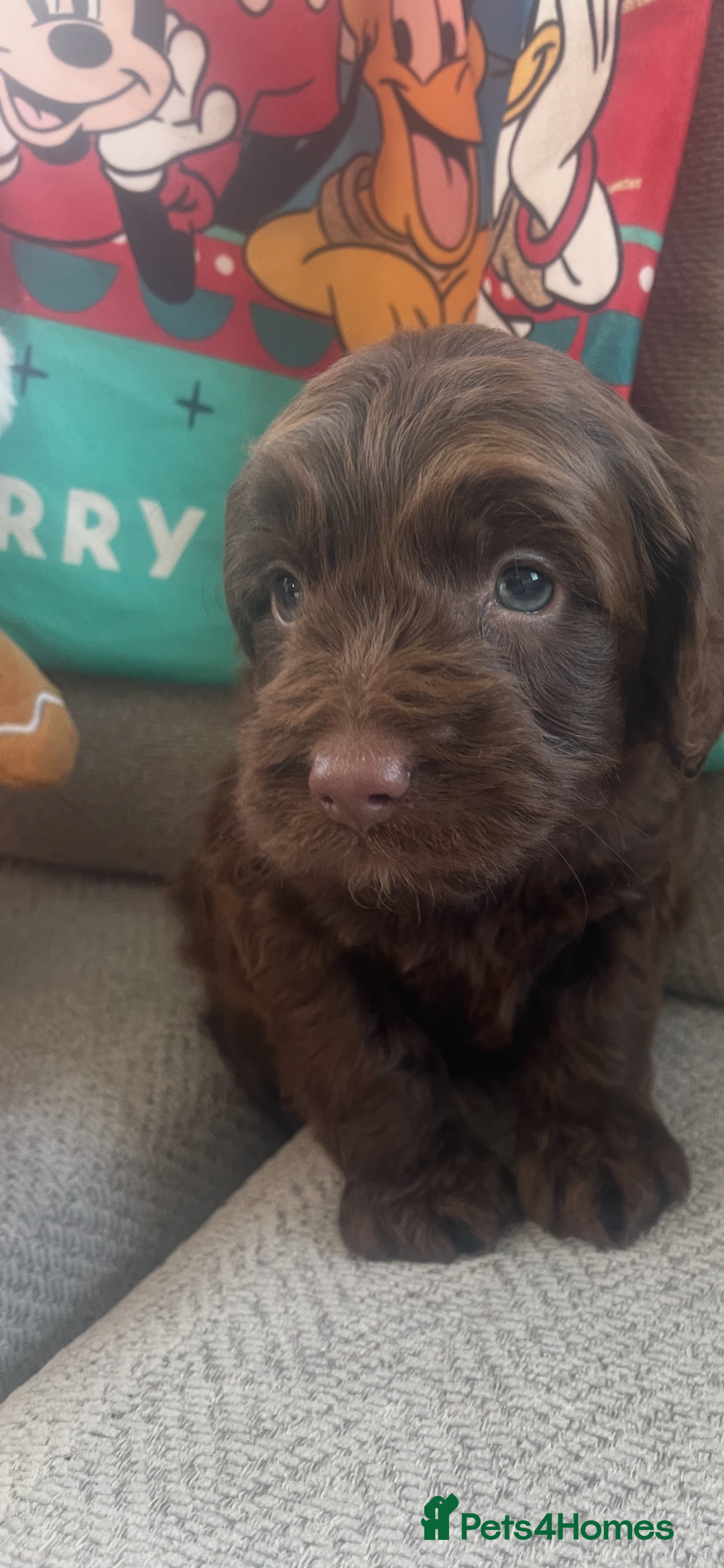 Cockapoo dogs for sale: 7 puppies for sale  - Advert 4