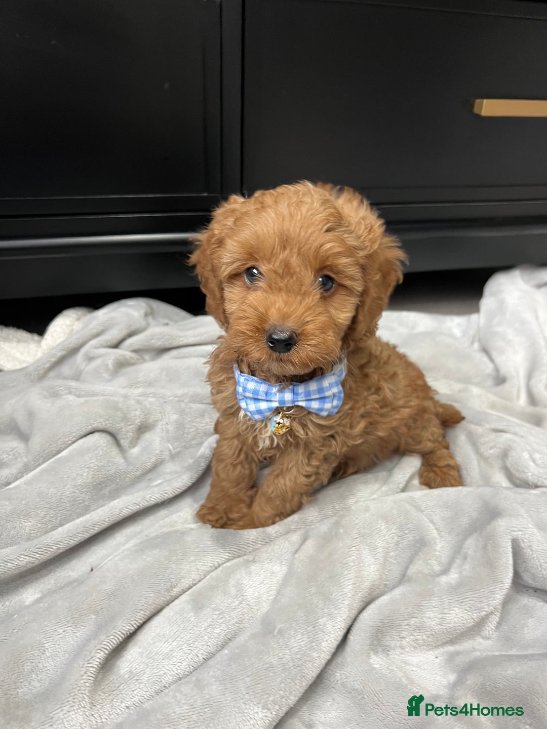 Cavapoo dogs for sale: Stunning Cavapoos  - Image 4