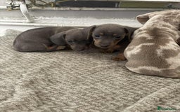 Miniature Dachshund dogs for sale: Miniature Dachshund puppies - Image 15
