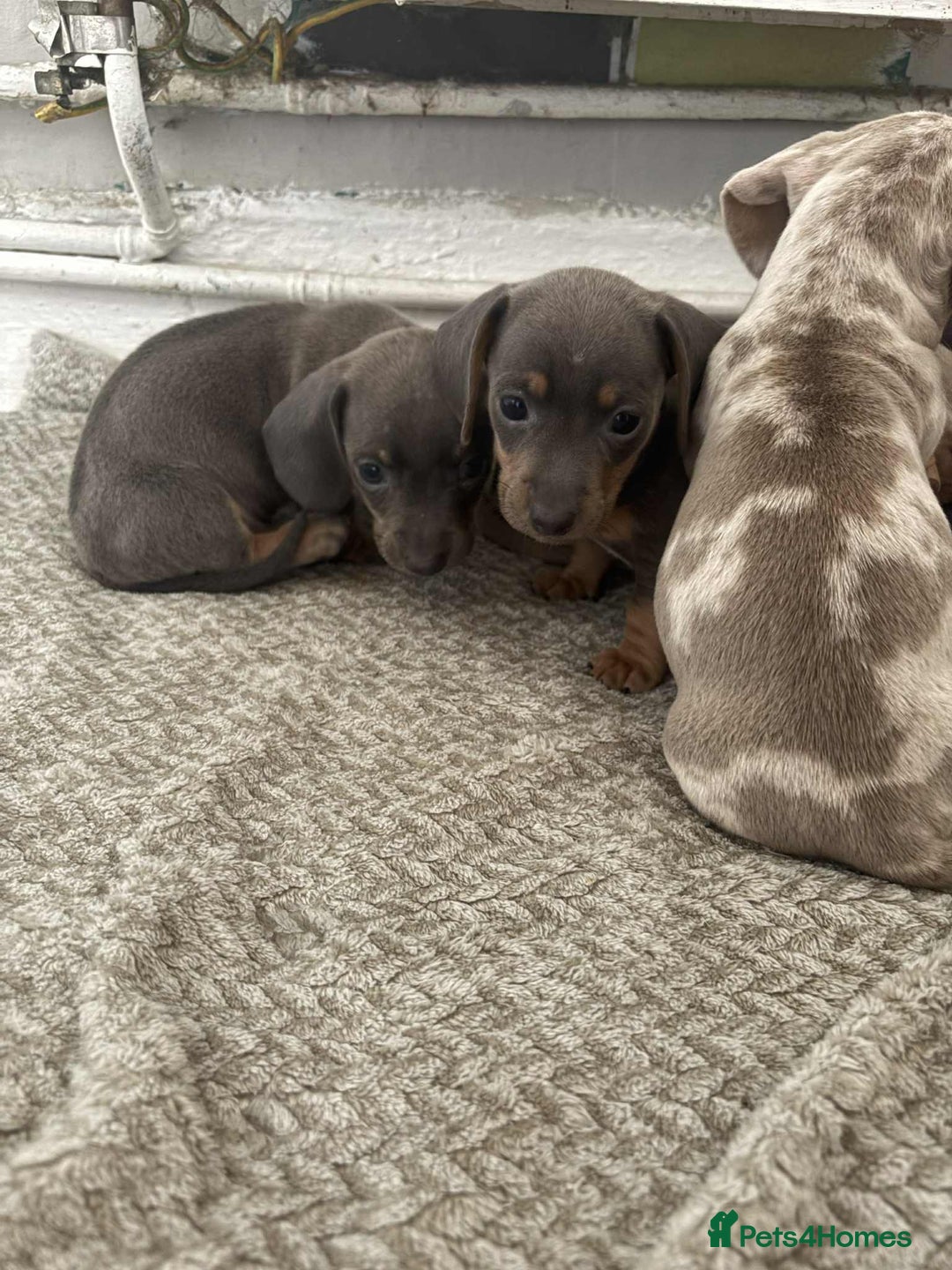 Miniature Dachshund dogs for sale: Miniature Dachshund puppies - Image 15