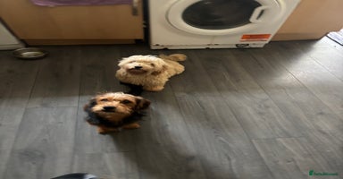 Mixed Breed dogs - Advert 16