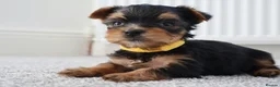 Yorkshire Terrier dogs for sale: Adorable Yorkshire Terrier Puppies 5 11.11.2026 - Advert 4