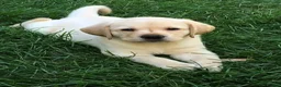 Labrador Retriever dogs for sale: 7 stunning black & red /yellow Lab puppies in Aberdeen - Advert 7