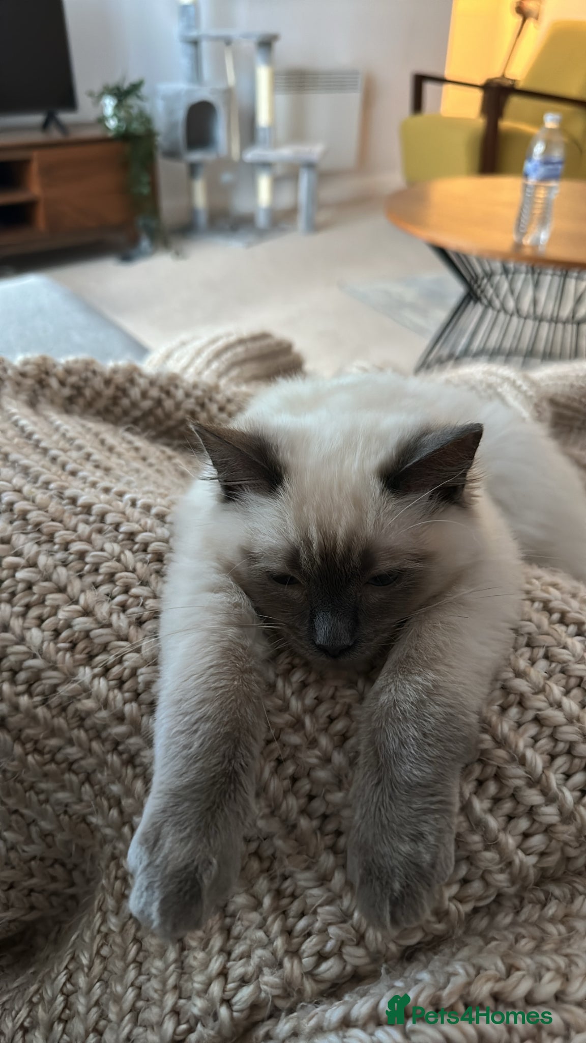 Ragdoll cats Pure Ragdoll Kitten – Ready for a Loving Home - Advert 3