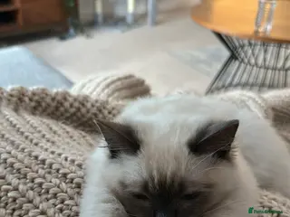 Ragdoll cats Pure Ragdoll Kitten – Ready for a Loving Home - Advert 3