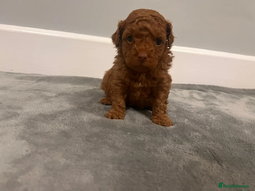 Mixed Breed dogs for sale: 🐩Asian Line Poodles-Fox Red, Apricot 🐩  - Advert 15