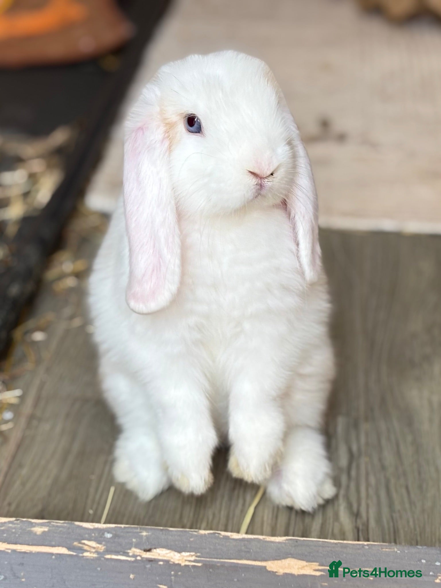 Mini Lop rabbits Baby Mini lops - indoor homes only  - Advert 1