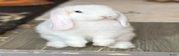 Mini Lop rabbits for sale: These indoor bunnies now reserved - Advert 4