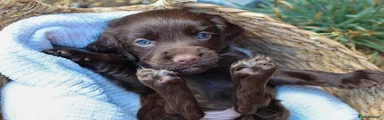 Cocker Spaniel 1