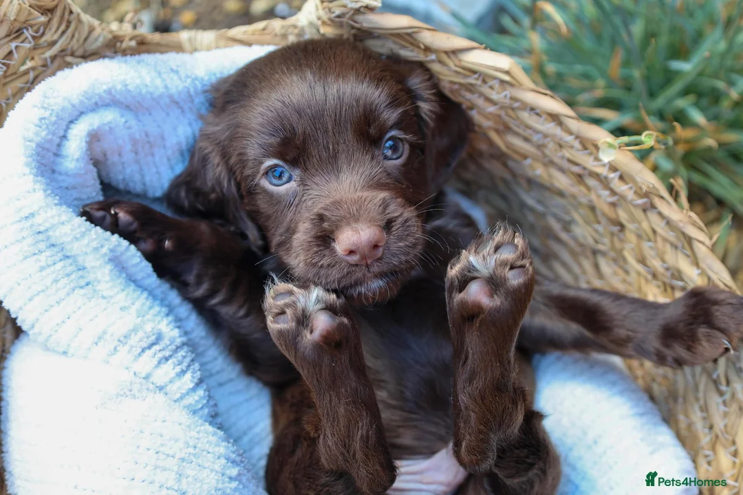 Cocker Spaniel dogs for sale: Working Cocker spaniel puppy  - Advert 2