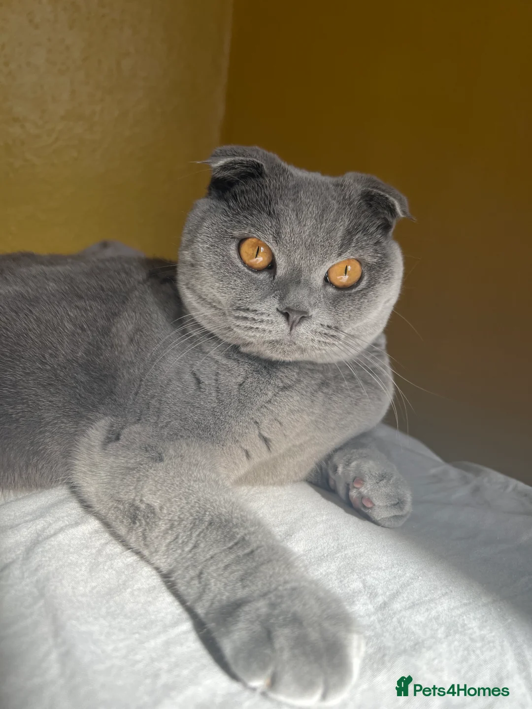 Scottish Fold cats for sale: Scotish fold cat  - Advert 2