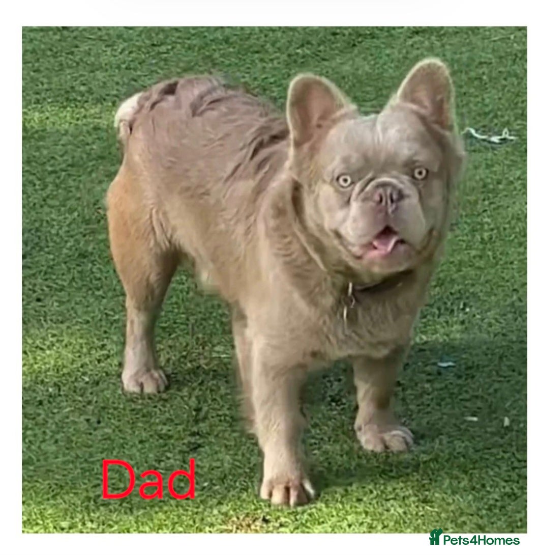 French Bulldog dogs Gorgeous French Bulldog Puppies  - Advert 2