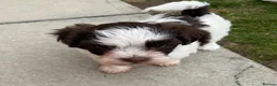 Havanese dogs for sale: 🩷BEAUTIFUL HAVENESE PUPPY’S🩵 - Advert 5