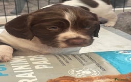 English Springer Spaniel dogs for sale: English springer spaniel kc registered  - Image 1