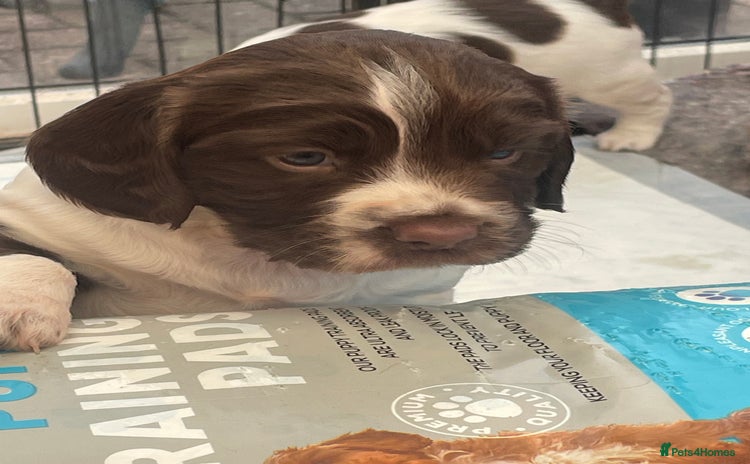 English Springer Spaniel dogs - Advert 2