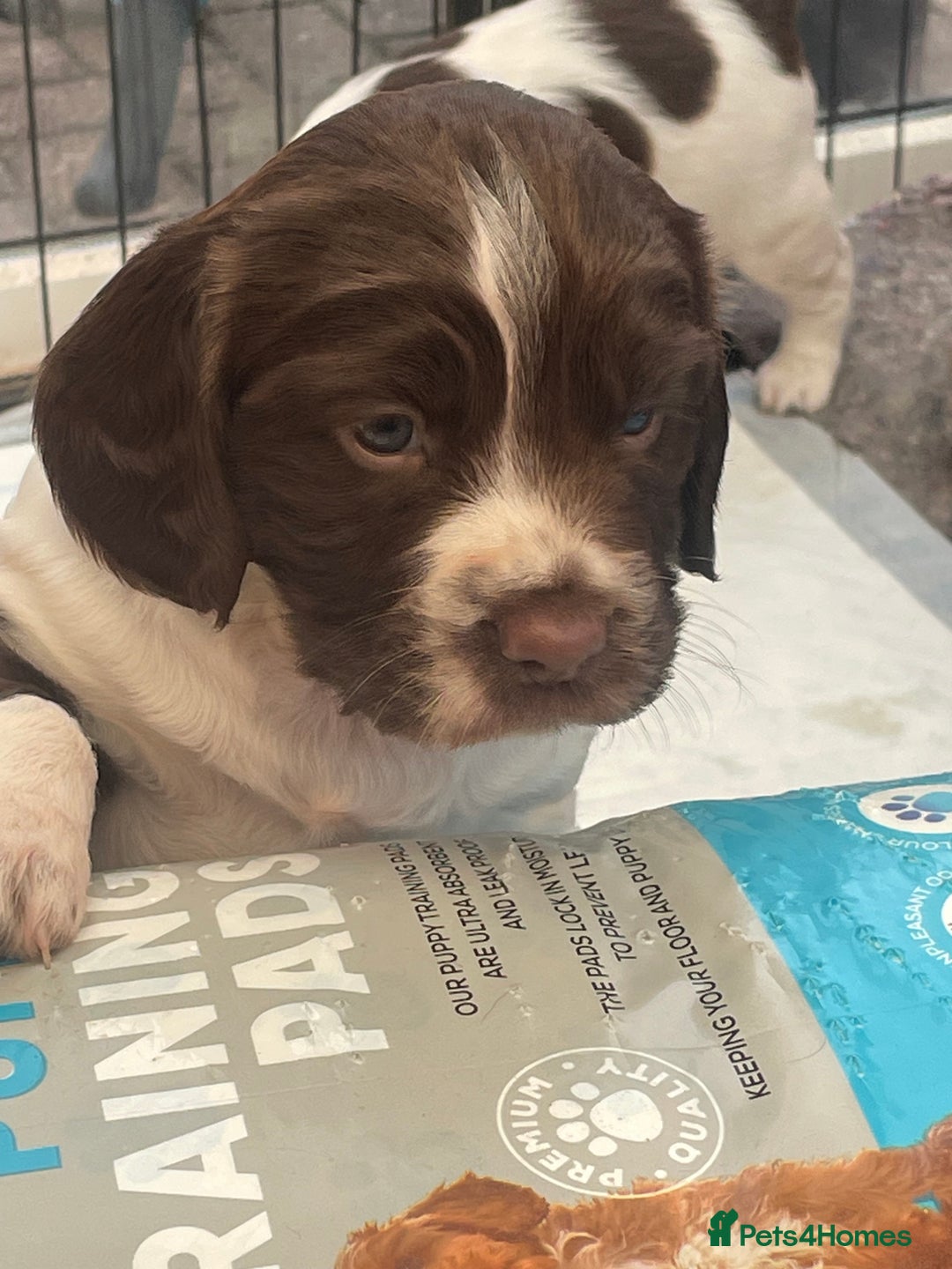 English Springer Spaniel dogs for sale: English springer spaniel kc registered  - Image 1