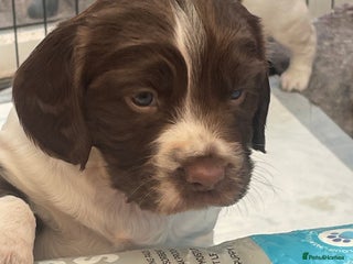 English Springer Spaniel dogs - Advert 1