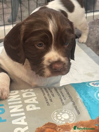English Springer Spaniel dogs - Advert 4