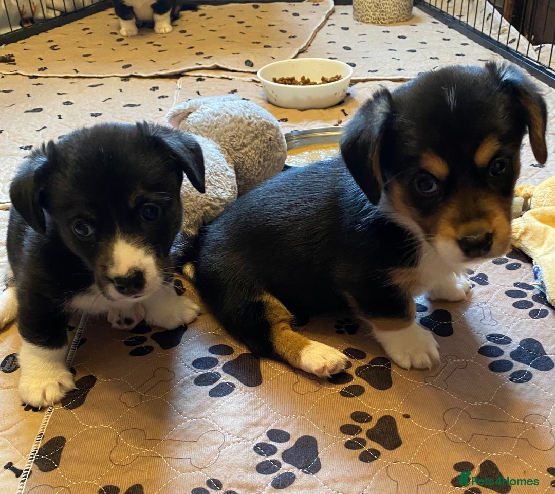 Welsh Corgi Cardigan dogs for sale: Welsh Cardigan Corgis by 5 ⭐️ Licensed Breeder - Advert 3