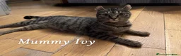 Mixed Breed cats for sale: Sphynx cross kittens x6 - Advert 2