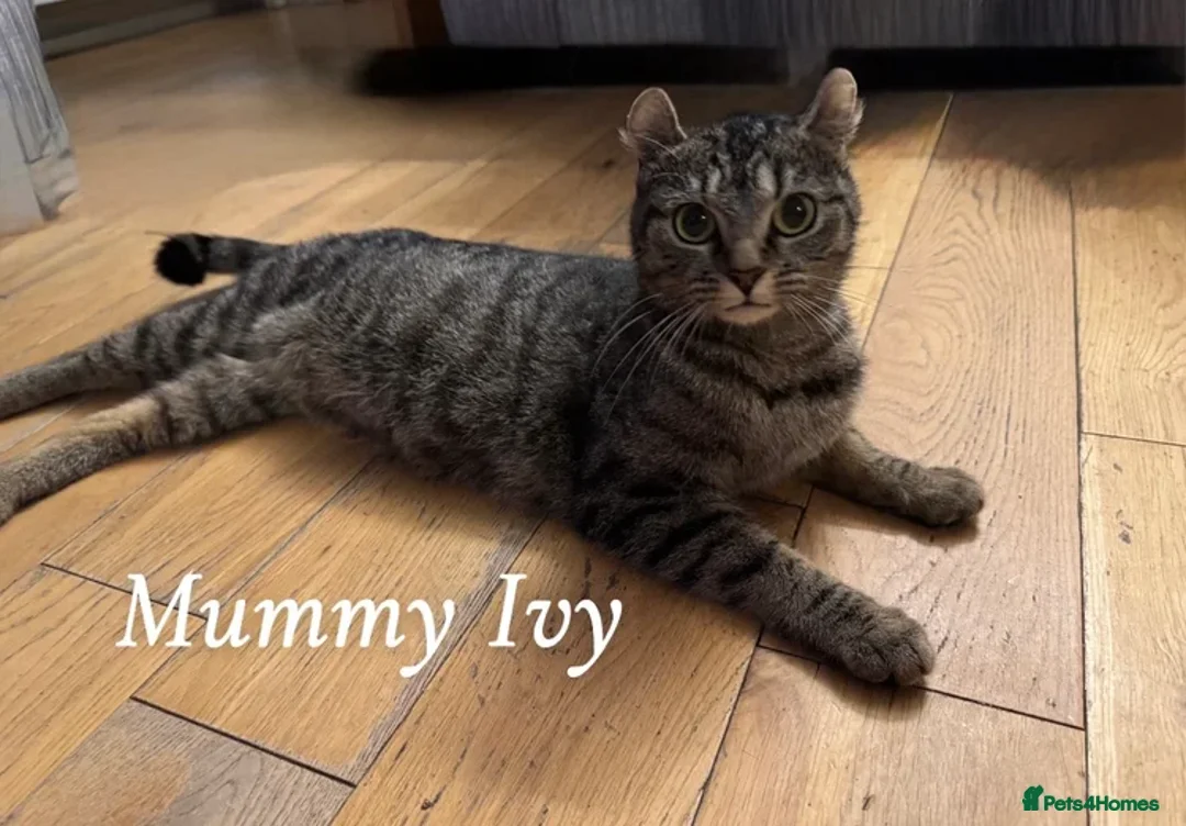 Mixed Breed cats for sale: Sphynx cross kittens x6 - Advert 2