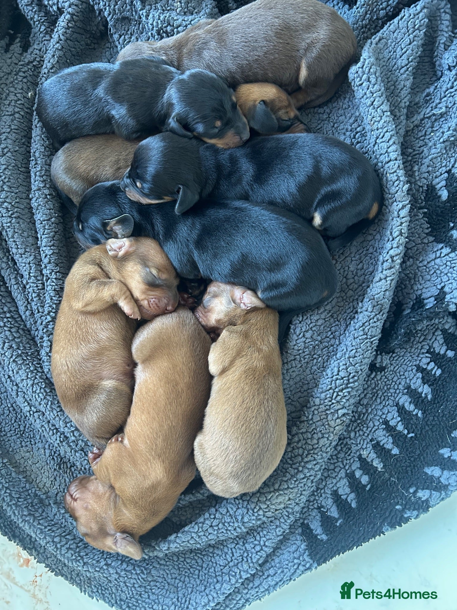 Dachshund dogs Beautiful Litter Standard KC reg Dachshunds  - Advert 16