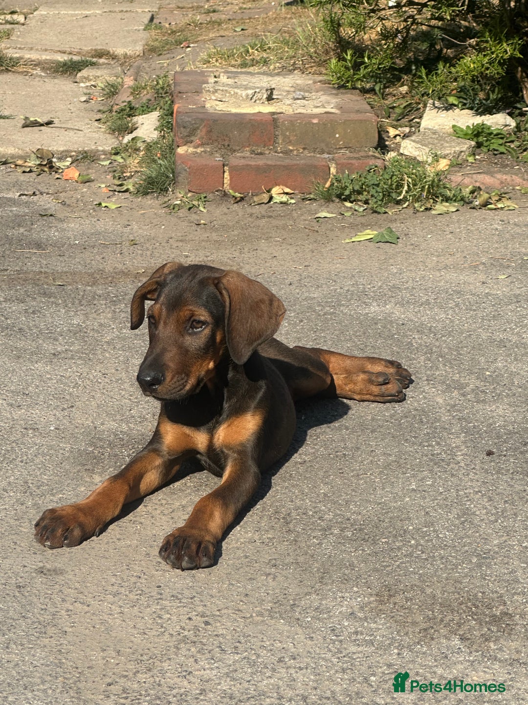 Mixed Breed dogs for sale: *ONLY 2 LEFT* Stunning Doberman/Shepheard PUPPIES - Image 2