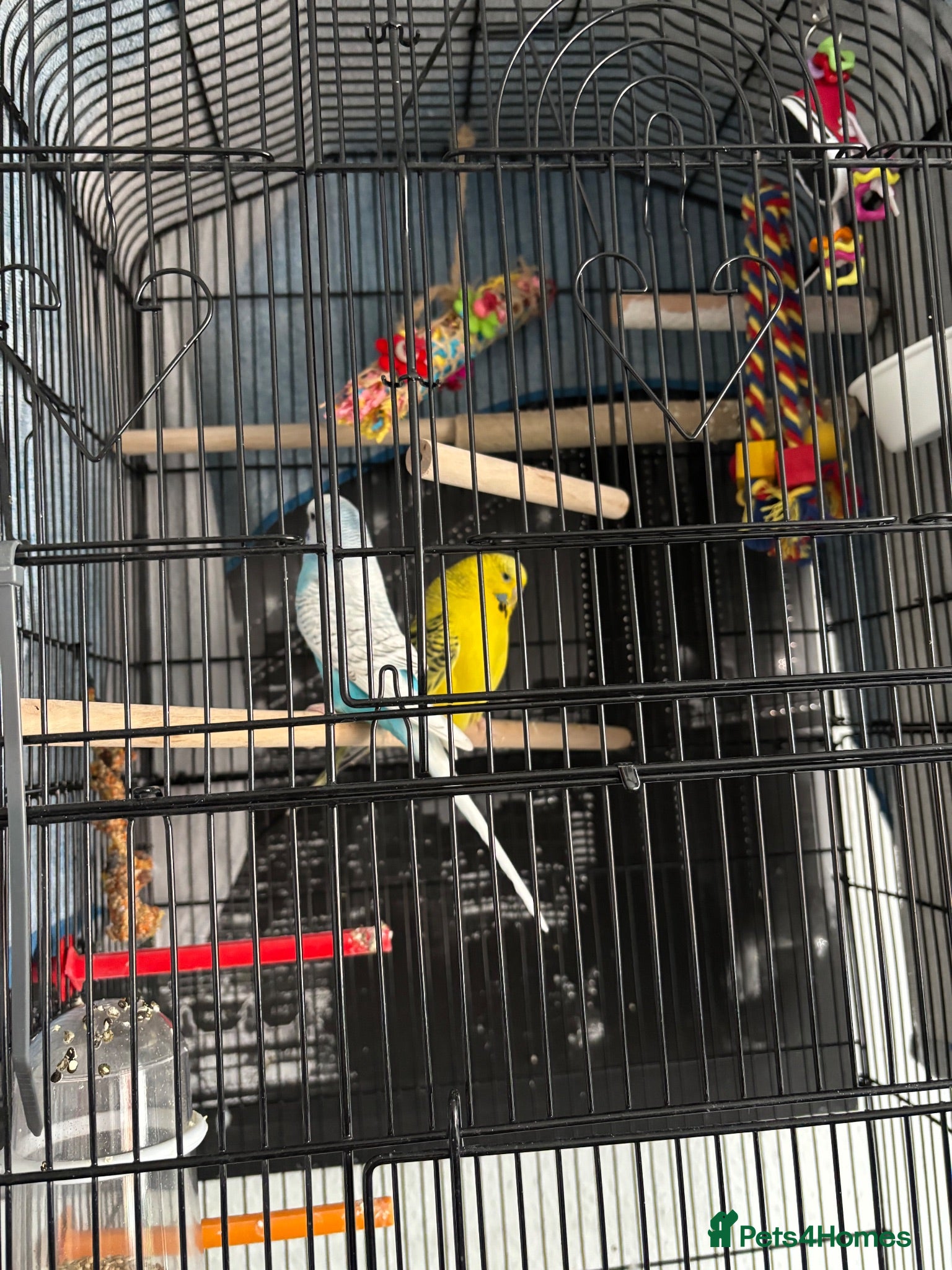 Budgerigars birds 2 female budgies  - Advert 1