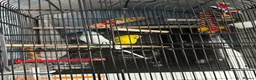 Budgerigars birds for sale: 2 female budgies  - Advert 1