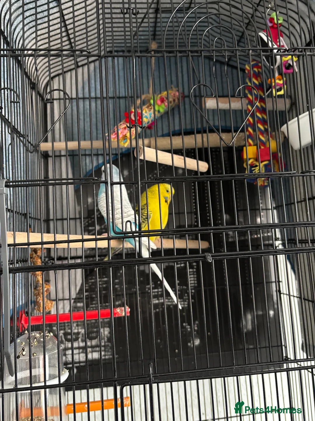 Budgerigars birds for sale: 2 female budgies  - Advert 1