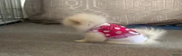Pomeranian dogs for sale: one little girl Pomeranian puppies - Advert 8