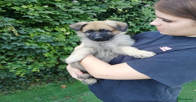 German Shepherd dogs - Advert 10