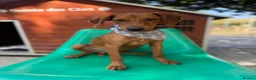 Mixed Breed dogs for adoption: Super Scout in Fleet - Advert 1