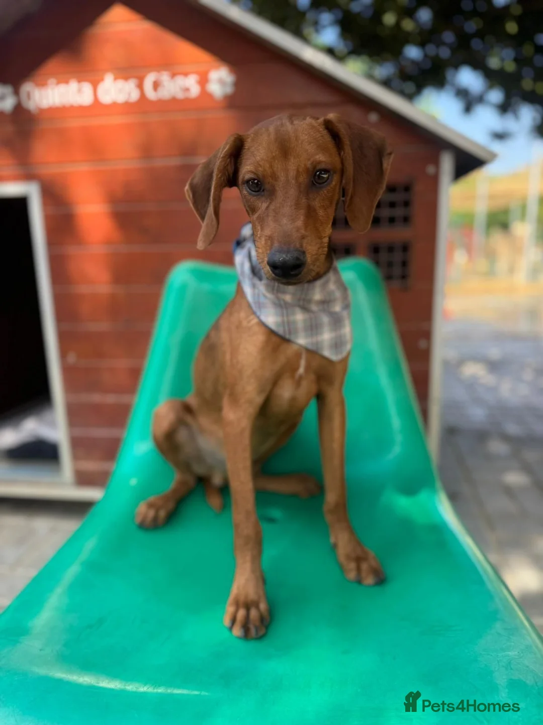 Mixed Breed dogs for adoption: Super Scout in Fleet - Advert 1