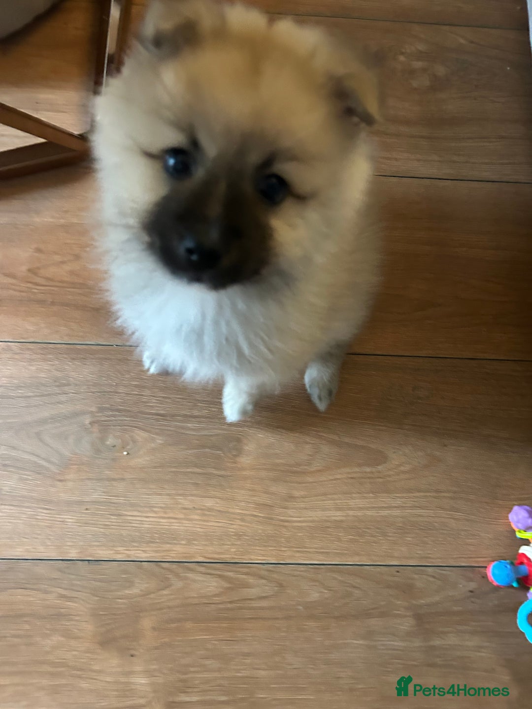 Pomeranian dogs for sale: Pomeranian boy for sale  - Advert 4