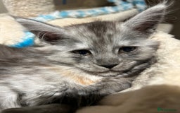 Maine Coon cats for sale: 🐾 Proven TICA  Maine Coon Queen – Black Smoke 🐾 - Image 20