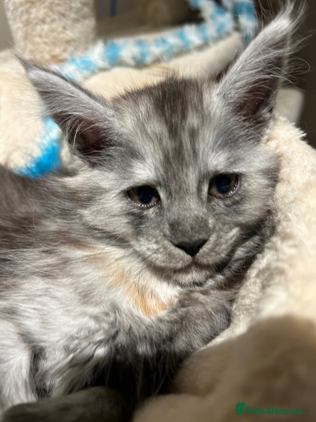 Maine Coon cats for sale: 🐾 Proven TICA  Maine Coon Queen – Black Smoke 🐾 - Image 20