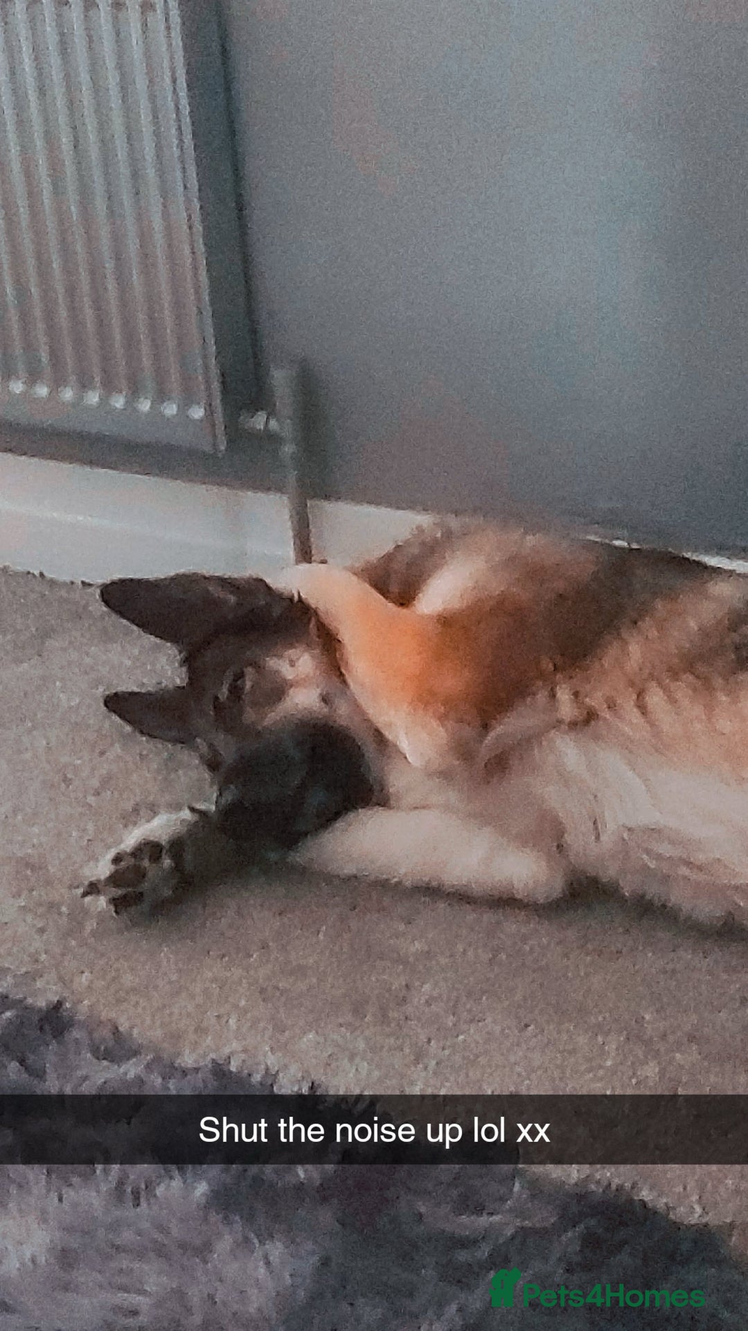 German Shepherd dogs for sale: River female German shepherd  - Advert 3