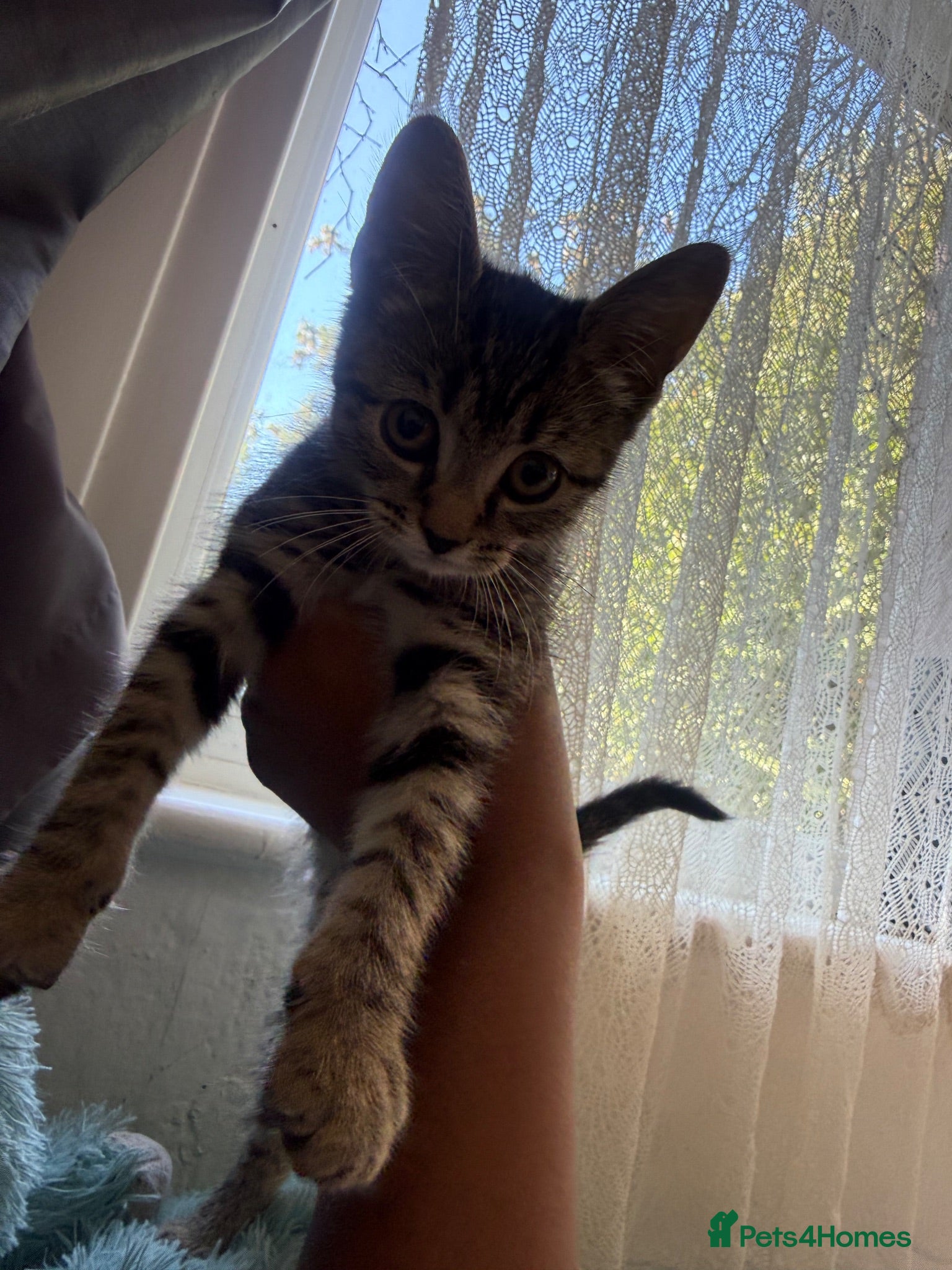 Mixed Breed cats Mixed breed female Kitten for sell - Advert 2