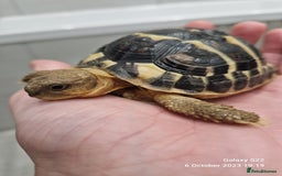 Hermann Tortoise reptiles for sale: Dwarf Hermann Tortise - Image 3
