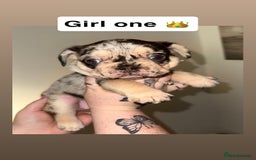 French Bulldog dogs for sale: Frenchie litter - Image 5